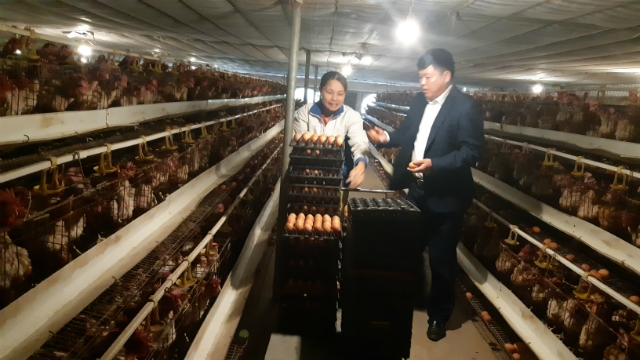 Trong nông nghiệp, HTX Minh Đức đẩy mạnh chăn nuôi quy mô lớn