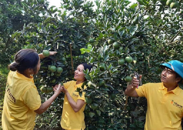 Người lao động được bảo đảm an toàn khi làm việc tại HTX