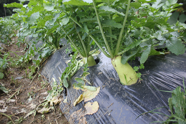 Ruộng củ cải xanh của HTX RAT Quyết Chiến