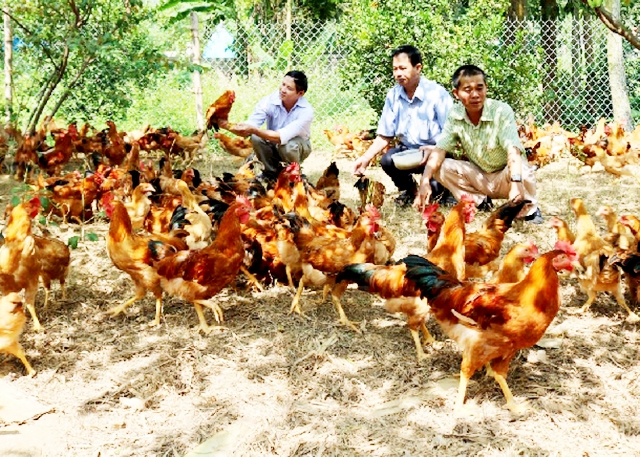 THT Đồng Cỏ Đỏ đang phát huy hiệu quả của mô hình nuôi gà sinh học