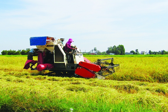 HTX đang khẳng định vai trò trong phát triển chuỗi lúa gạo tại Trảng Bàng