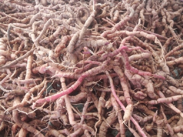 Củ ba kích tím mang lại thu nhập cao cho người dân