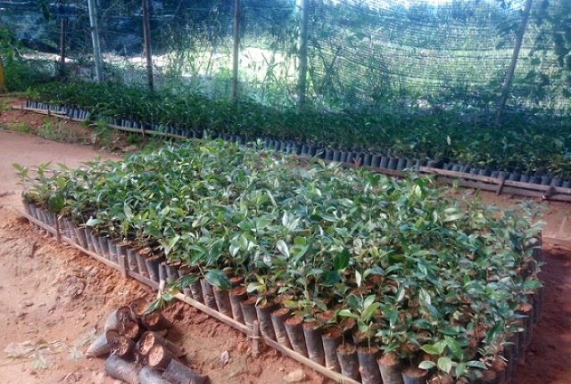 Ba kích tím được nhân giống bằng công nghệ nuôi cấy mô tại HTX Toàn Dân