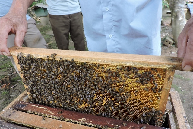 Nhờ có nhãn hiệu và chứng nhận sản phẩm sạch, nên giá bán mật tăng cao, hiện HTX thu mua từ thành viên với giá 150.000 đồng/kg