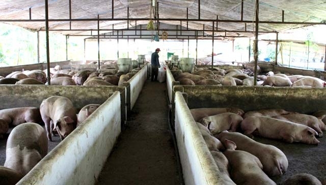 Các doanh nghiệp chăn nuôi cần xây dựng chuỗi liên kết (Ảnh TL)