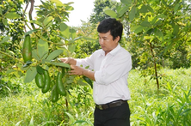 Anh Dương kiểm tra sự phát triển của bơ trong đợt ra trái đầu mùa tại vườn