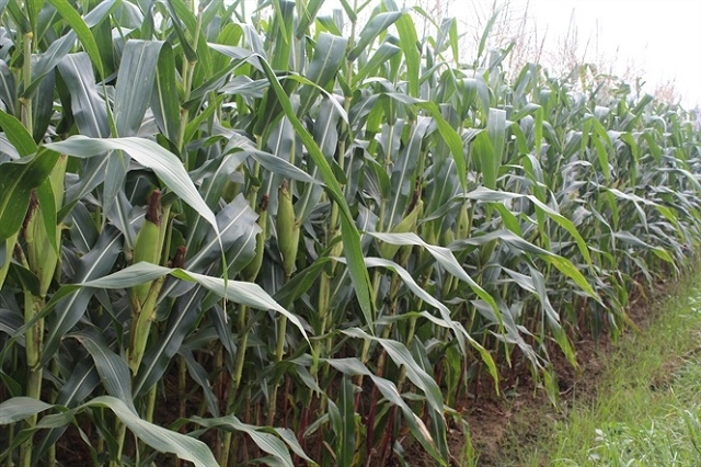 Người dân Thúy Sơn tập trung phát triển giống ngô lấy thân