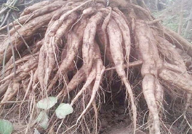 Sắn dây trồng ở đất đồi Tam Điệp cho năng suất và chất lượng củ tốt