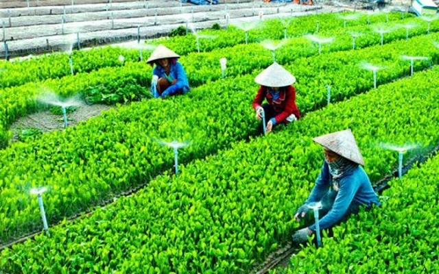 Đến hết năm 2019, cả nước có 24.618 HTX với 15.495 HTX nông nghiệp, trong đó có tới hơn 55% hoạt động hiệu quả (Ảnh: Internet)