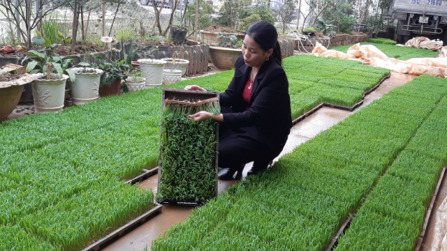 Toàn bộ diện tích gieo trồng, nhà kho, văn phòng của HTX Nông nghiệp Thụy Hương đều được địa phương cho mượn