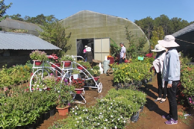 Nhiều nhà vườn ở Xuân Quan thu hút khách du lịch nhờ đầu tư cho diện tích hoa