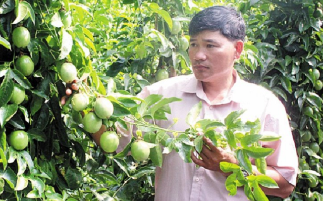 1 ha chanh dây trồng trong nhà lưới cho thu nhập bằng 10 ha ở ngoài