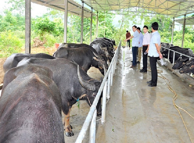 Chăn nuôi trâu tại HTX Tiến Thành