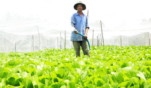 Vùng trồng rau của HTX