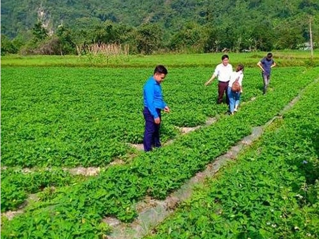 HTX Thổ Bình chung tay cùng người dân phát triển cánh đồng lạc thích ứng với biến đổi khí hậu