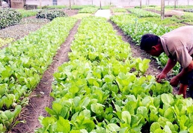 Các HTX trên địa bàn An Khê đang phát triển theo hướng hiện đại, an toàn