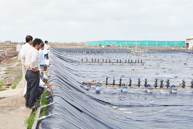 Nuôi tôm công nghệ cao đang giúp người dân thoát nghèo, làm giàu