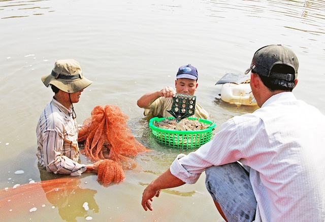Cần Giuộc đang thúc đẩy nuôi tôm công nghệ cao