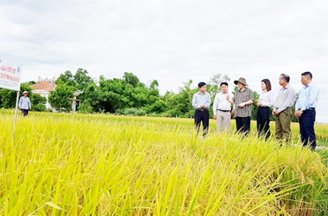 HTX Phước Quang mạnh hơn nhờ liên kết sản xuất an toàn