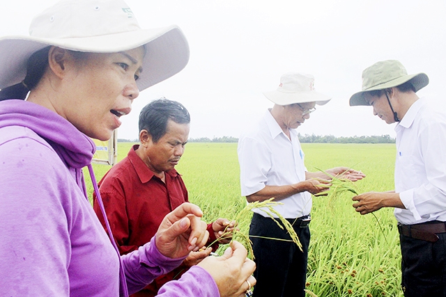 HTX đang thành công nhờ liên kết trồng lúa hữu cơ