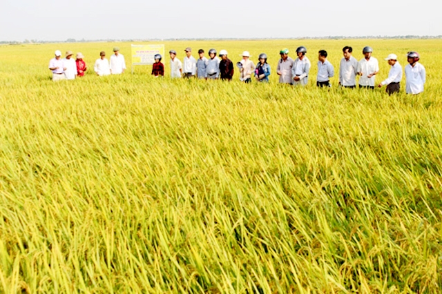 Lúa hữu cơ mang đến lợi ích kép về kinh tế, môi trường