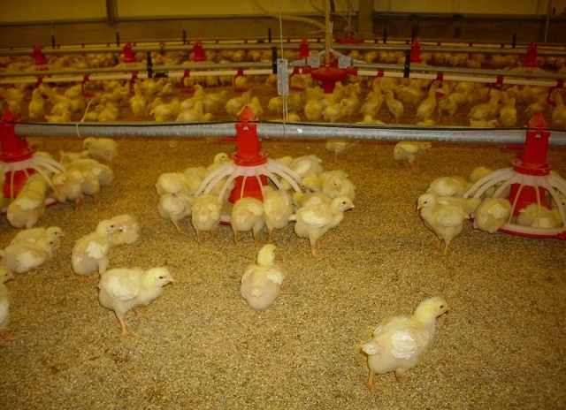 Đệm lót sinh học sẽ được thay mới sau mỗi lứa gà