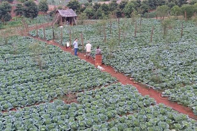 Diện tích rau bắp cải trồng ở điều kiện thời tiết bình thường