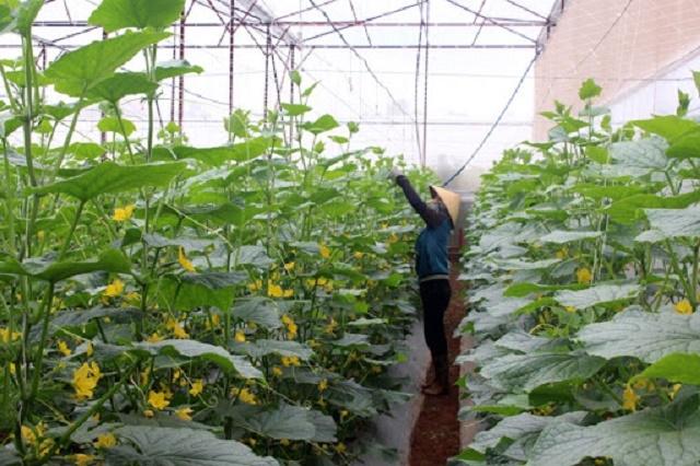 Một phần diện tích sản xuất dưa lưới của HTX