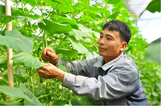 Sản lượng nông sản mỗi năm của HTX lên đến hàng nghìn tấn