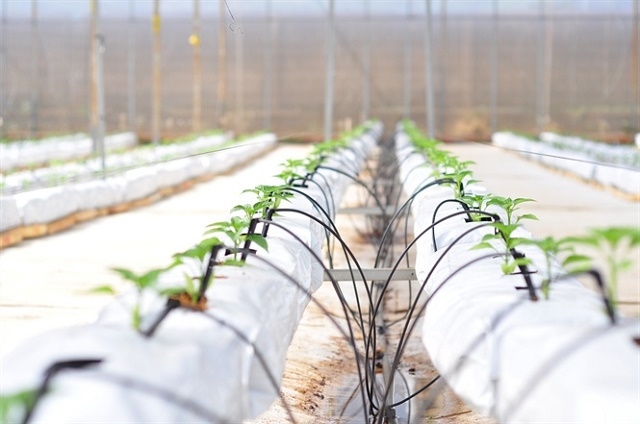 HTX An Phú có gần 20ha rau được sản xuất theo quy trình VietGAP