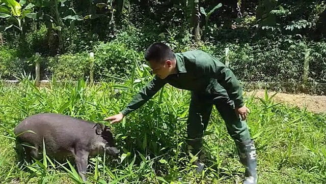 Chăn nuôi lợn tại HTX được thực hiện theo quy trình hữu cơ