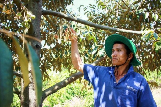 Vườn sầu riêng sạch của gia đình anh Sở đang cho hoa bói