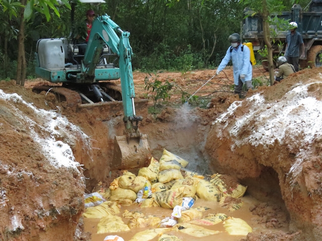 Tổng số gia súc, gia cầm bị tiêu hủy vì dịch bệnh tăng mạnh (Ảnh: Internet)