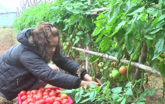 Giá trị cây trồng tại HTX tăng từ 100 triệu đồng lên 150 triệu đồng/ha/vụ