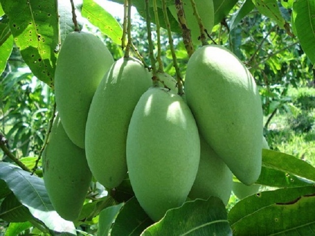 HTX Hương Xoài góp phần bảo vệ môi trường nhờ trồng xoài theo tiêu chuẩn VietGAP