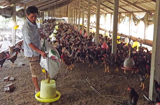 Môi trường tại các hộ chăn nuôi nhỏ lẻ chưa bảo đảm