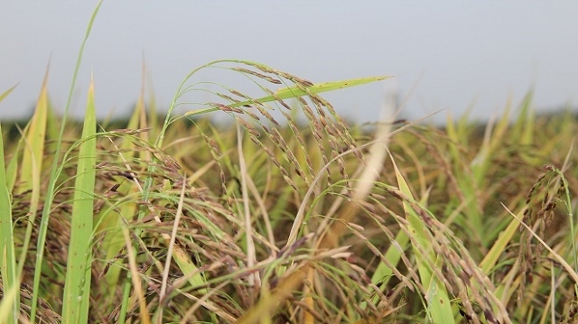 So với lúa thường, lúa hữu cơ cho lãi gần gấp đôi