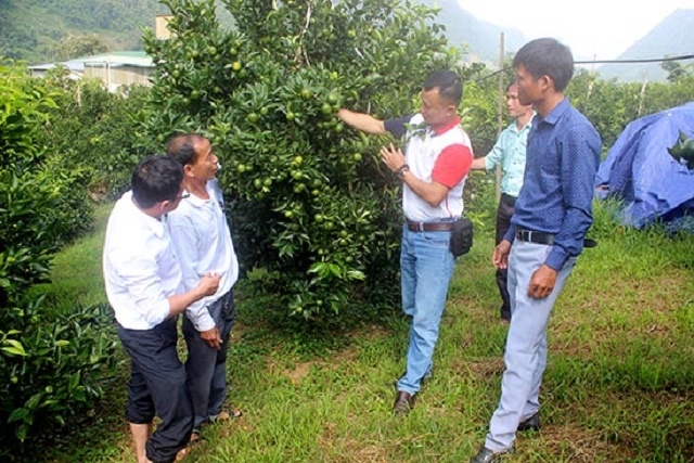 Các thành viên HTX được hướng dẫn kỹ thuật trồng, chăm sóc, thu hoạch quả theo tiêu chuẩn VietGAP