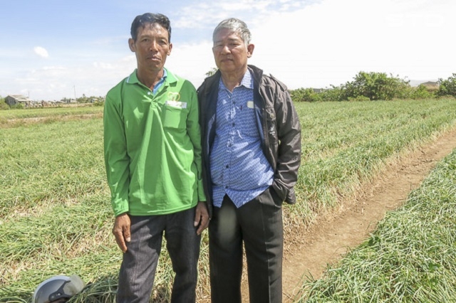 Ruộng hành tím của ông Trần Thol có năng suất tăng 1 tấn so với trước đây nhờ dùng phân hữu cơ