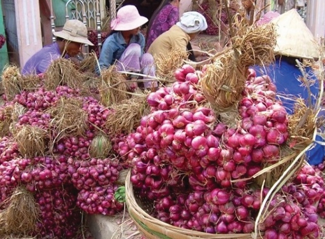 Trồng hành tím sử dụng phân hữu cơ cho củ hành màu sáng, đẹp hơn so với sử dụng phân hóa học
