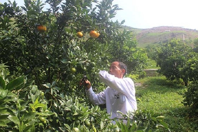 Vườn cam của một thành viên HTX cho năng suất vượt trội