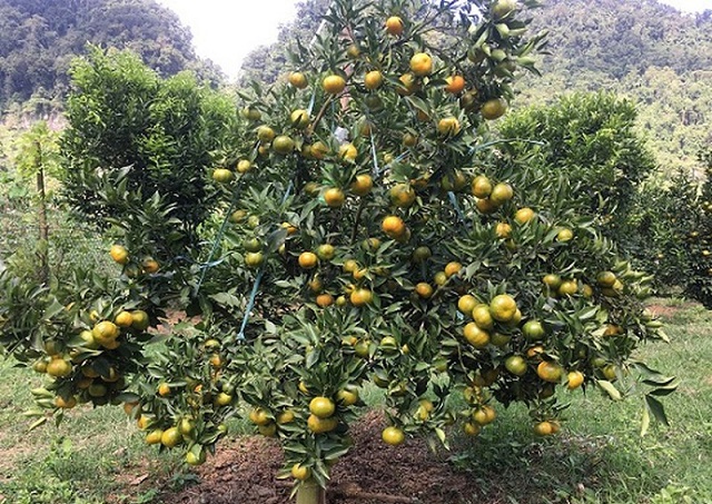 Cam đường canh được HTX chăm sóc theo hướng sinh thái