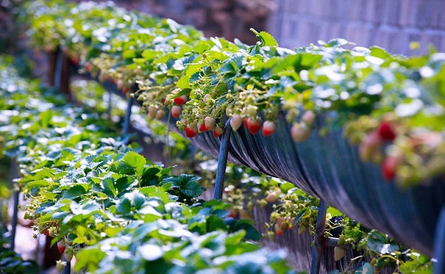 Dâu tây là một trong những sản phẩm chủ lực của HTX