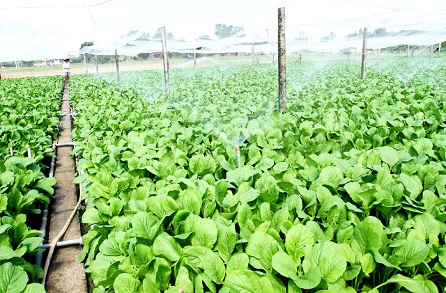 HTX Trần Gia Farm chú trọng ứng dụng công nghệ cao vào sản xuất nhằm bảo vệ môi trường