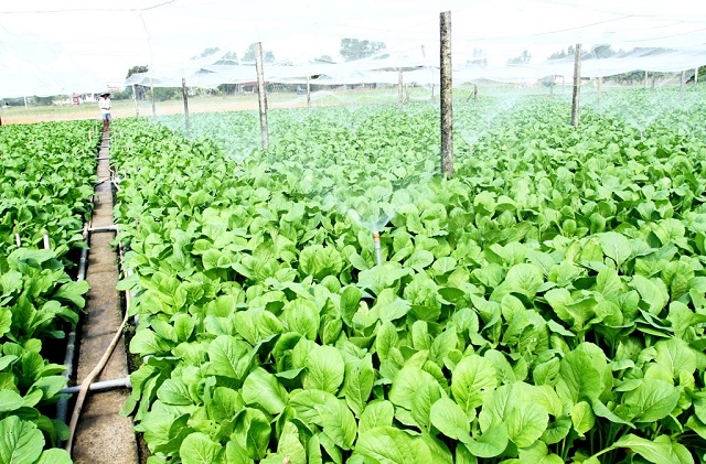 HTX Trần Gia Farm chú trọng ứng dụng công nghệ cao vào sản xuất nhằm bảo vệ môi trường