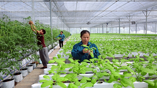 Tháng 4 sẽ công bố Sách trắng hợp tác xã Việt Nam (Ảnh TBKD)