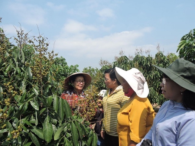 Bà Lại Thị Ngận (bên trái) giới thiệu vườn nhãn được bón hoàn toàn bằng phân hữu cơ