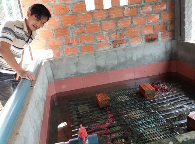 Bể nuôi lươn của HTX