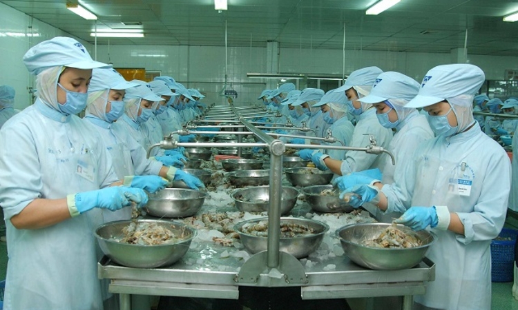 Phương án nào cho xuất khẩu tôm?