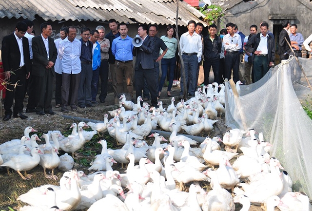 Các HTX chăn nuôi gia cầm ở Bắc Ninh đang gặp khó khăn vì dịch bệnh và giá thấp